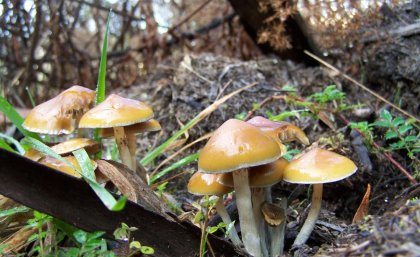 Mushrooms photographed in Tasmania.